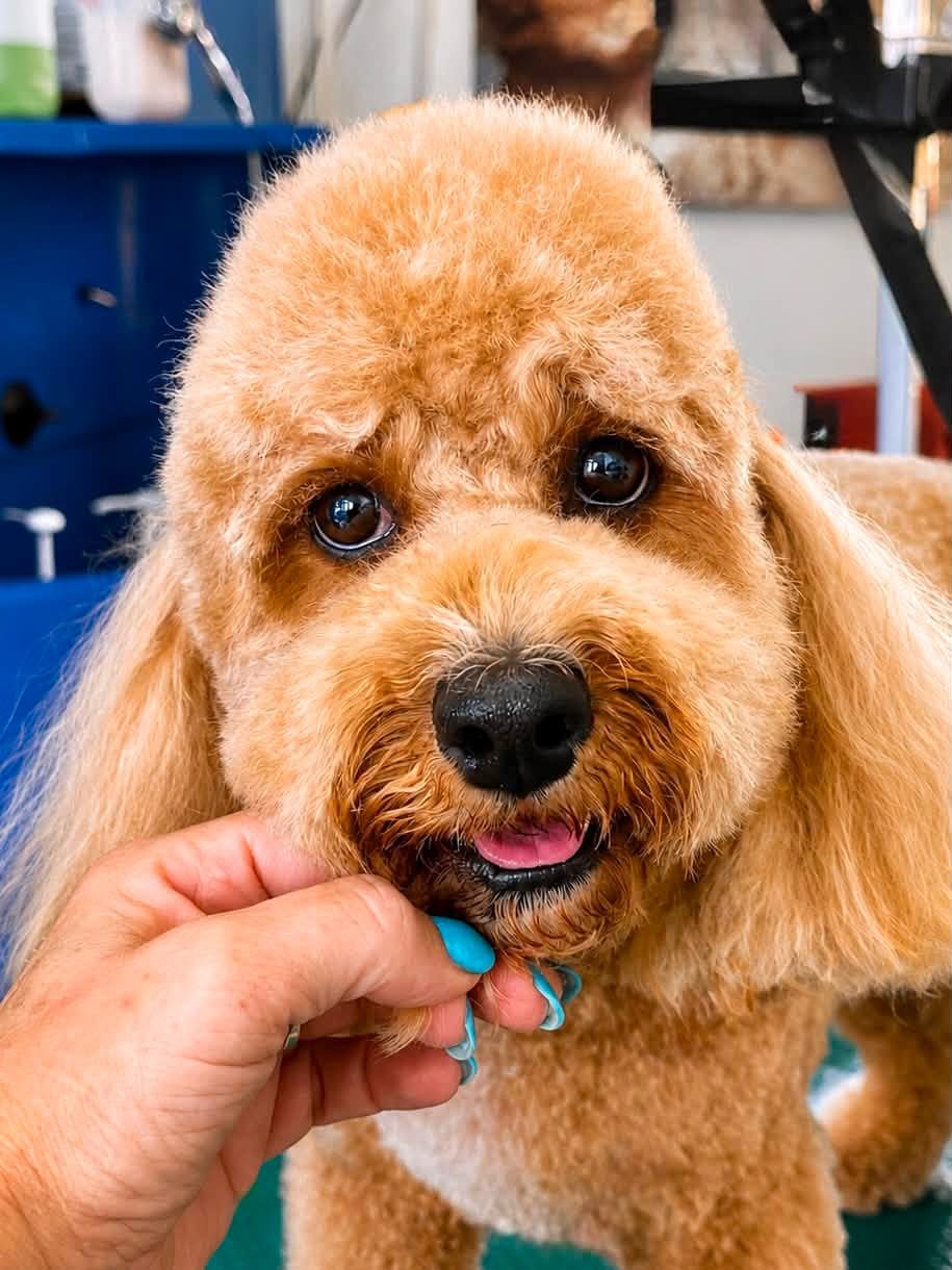 Happy groomed dog at Bubblypaws