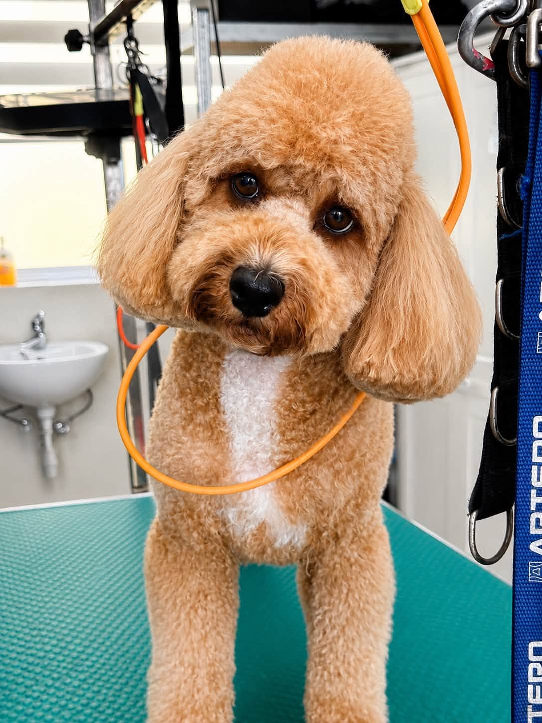 Groomed Poodle