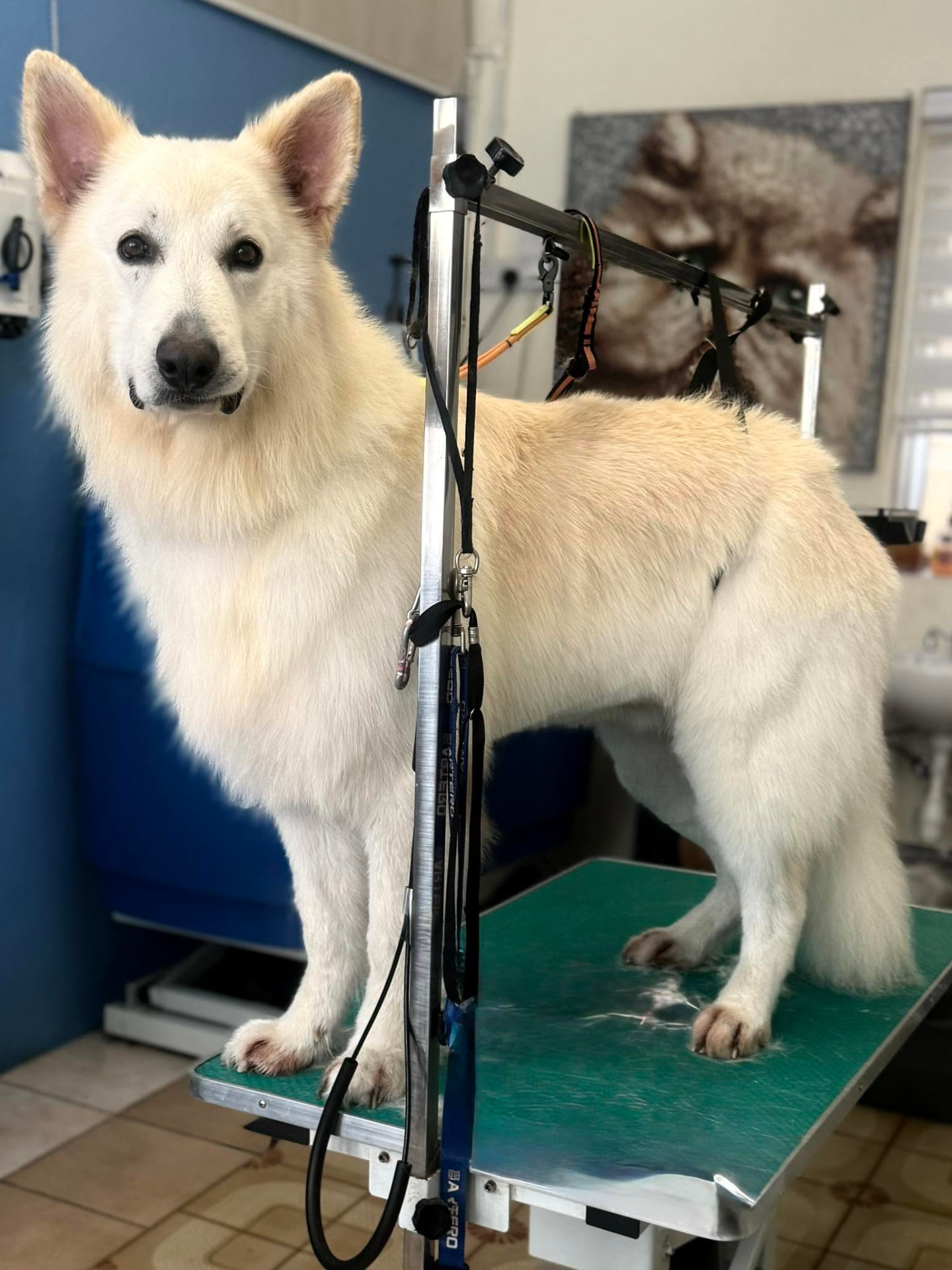 Groomed White Shepherd