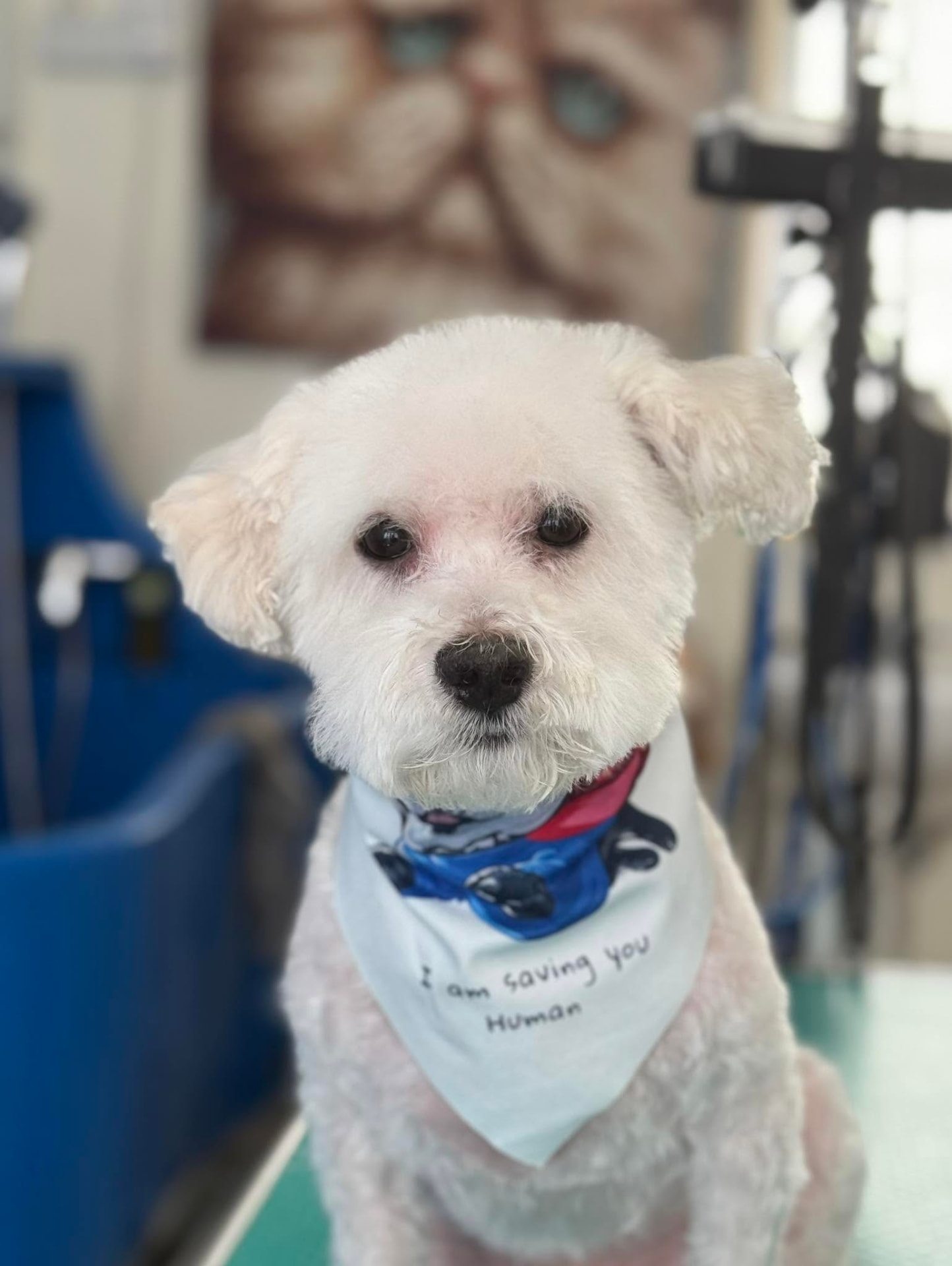 Groomed Dog with Bandana
