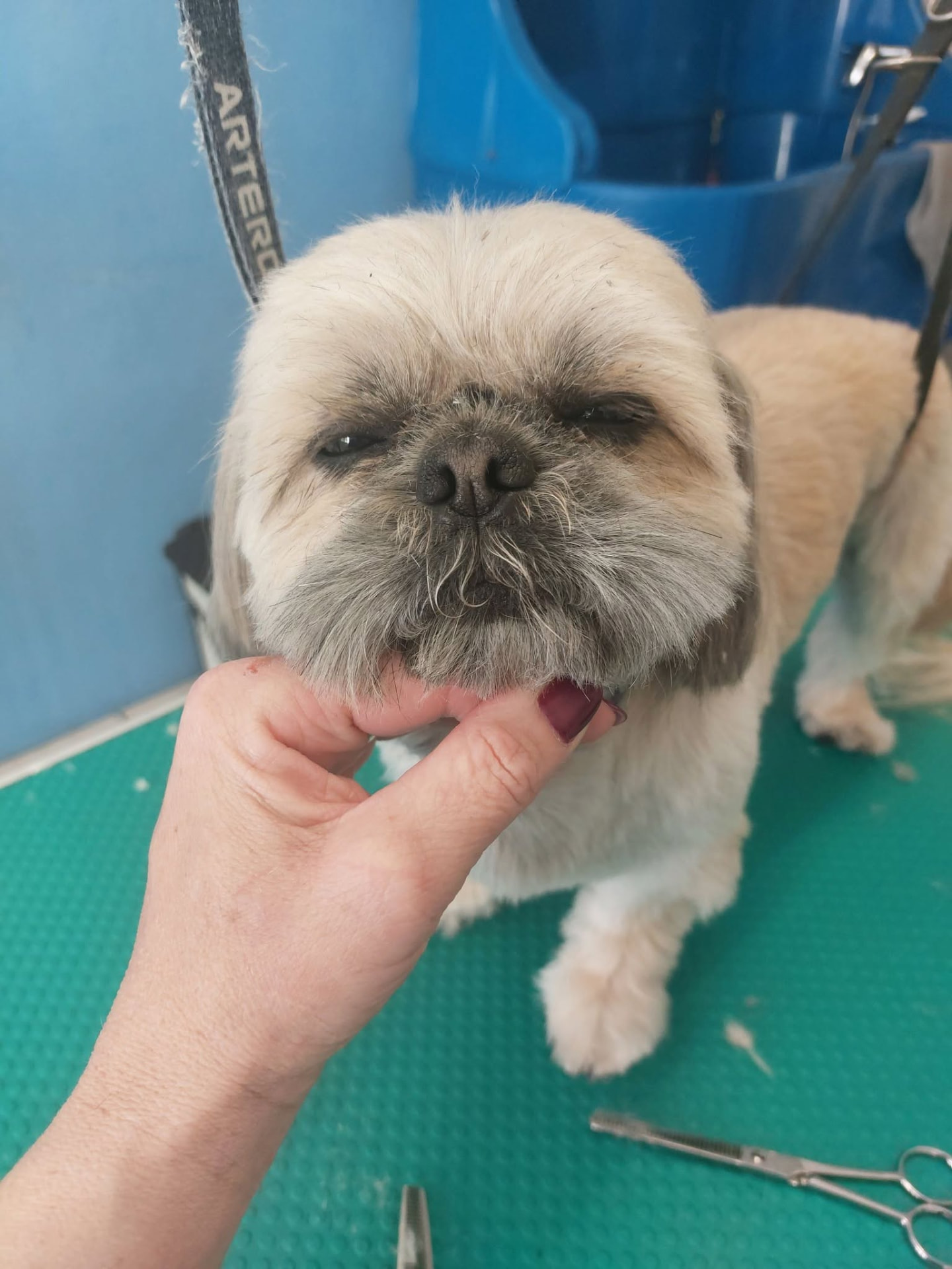Groomed Shih Tzu