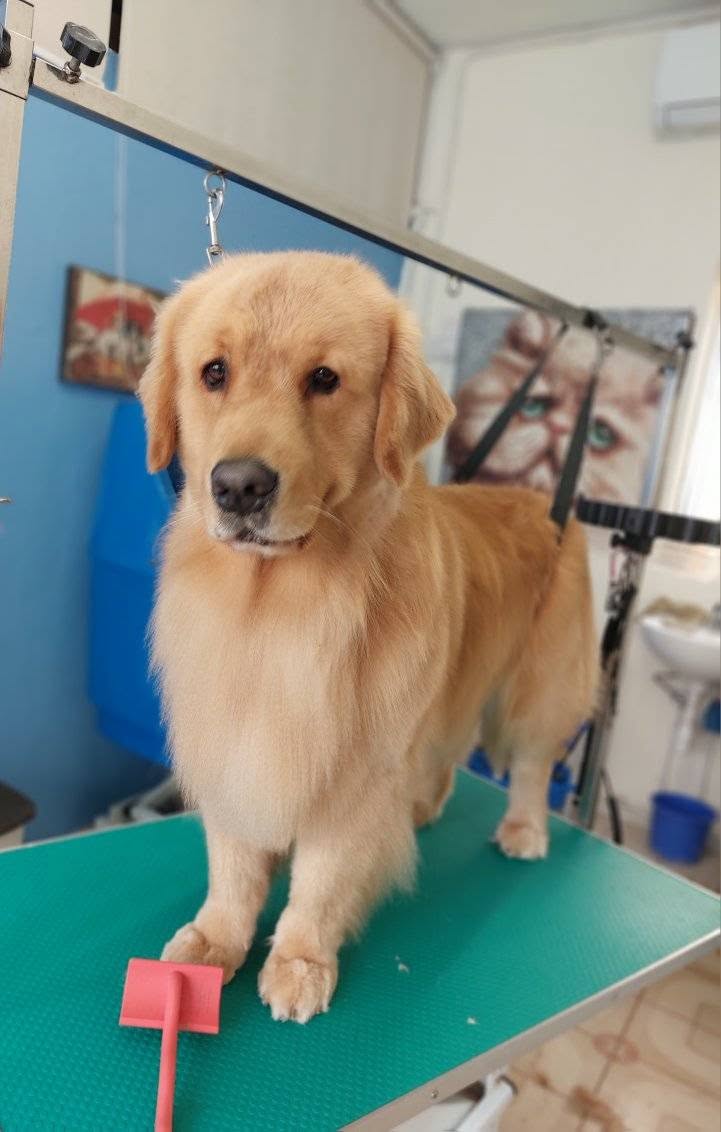 Groomed Golden Retriever