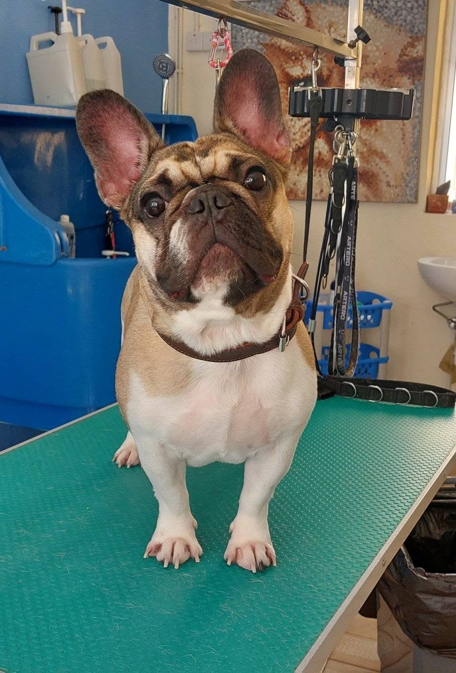 Groomed French Bulldog